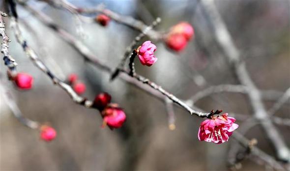 사진이 안보일 때→우측클릭→'사진보기' 클릭, OK. ☞작성: Daum카페: 한국 네티즌본부