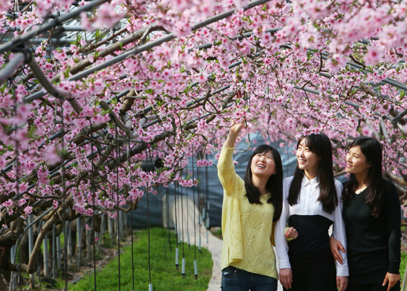 사진이 안보일 때→우측클릭→'사진보기' 클릭, OK. ☞작성: Daum카페: 한국 네티즌본부