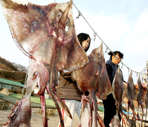 사진이 안보일 때→우측클릭→'사진보기' 클릭, OK. ☞작성: Daum카페: 한국 네티즌본부