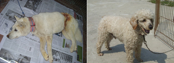 한국동물테마파크에서 구조해 보호하고 있는 유기동물들. 출처 동물테마파크 카페.