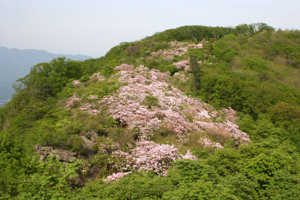 서리산에 핀 철쭉.