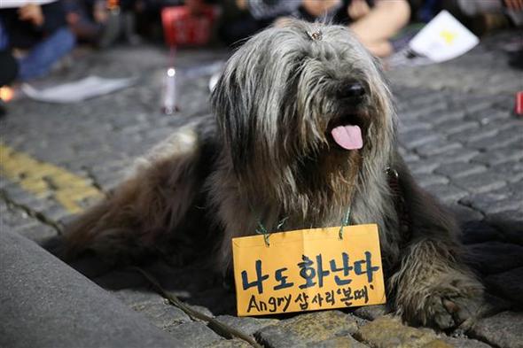 사진이 안보일 때→우측클릭→'사진보기' 클릭, OK. ☞작성: Daum카페: 한국 네티즌본부