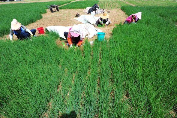 사진이 안보일 때→우측클릭→'사진보기' 클릭, OK. ☞작성: Daum카페: 한국 네티즌본부