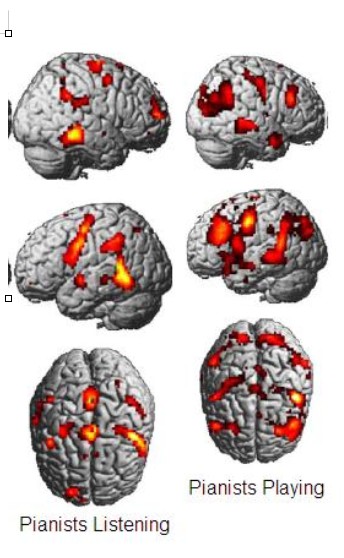 자료출처 : http://scienceblogs.com/mixingmemory/2006/10/02/auditory-mirror-neurons/