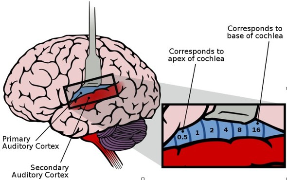 자료 출처 http://commons.wikimedia.org/wiki/File:Auditory_Cortex_Frequency_Mapping.svg