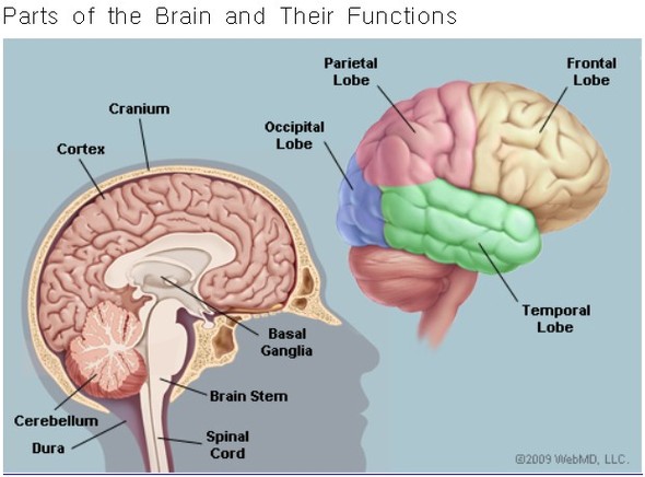 자료 출처 : http://www.md-health.com/Parts-Of-The-Brain-And-Function.html