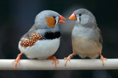 사진출처 http://paperandplanes.wordpress.com/2011/07/22/zebra-finch/