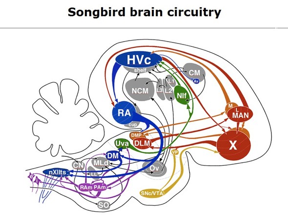 자료출처:미국 매사츄세츠 윌리엄스대학 생물학과 웹페이지 http://web.williams.edu/Biology/Faculty_Staff/hwilliams/Finches/circuits.html