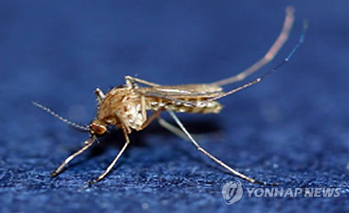 일본 뇌염을 옮기는 빨간작은집모기. 연합뉴스 자료사진