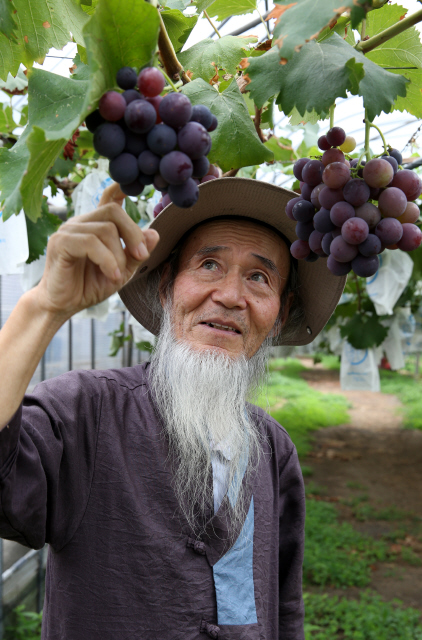 지난 8월13일 경북 김천시 봉산면 덕천포도원에서 만난 김성순 사단법인 한국포도회 명예회장이 영근 포도를 올려다보고 있다. 그는 55년째 포도를 키운 포도재배의 선구자다. 김천/강재훈 선임기자 khan@hani.co.kr