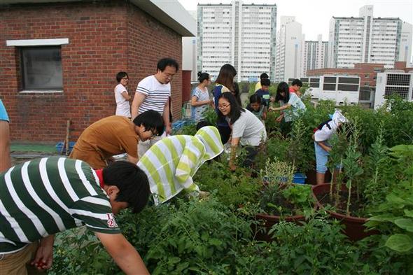 지난 7월8일 인천 삼산초등학교 6학년 1반 배영훈 교사와 아이들이 학교 옥상텃밭에서 자신들이 기른 토마토와 고추, 깻잎을 수확하고 있다.