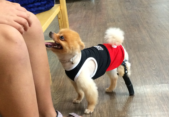 왼쪽 뒷다리가 짧아 의족한 강아지 댕댕이.