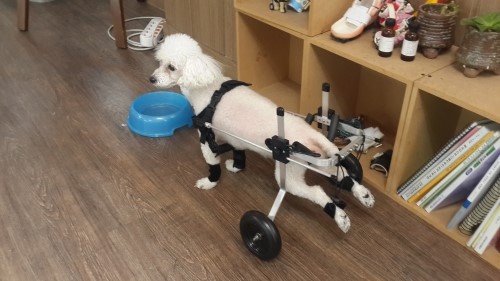 휠체어 탄 강아지.