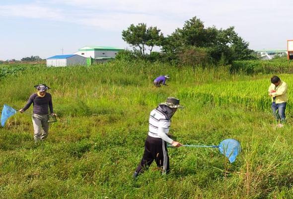 전북 완주군 직원들이 만경강변 들녘에서 ‘완주와일드푸드축제’ 때 관광객들의 메뚜기 잡기 체험 행사에 쓸 메뚜기를 잡고 있다. 완주군 제공