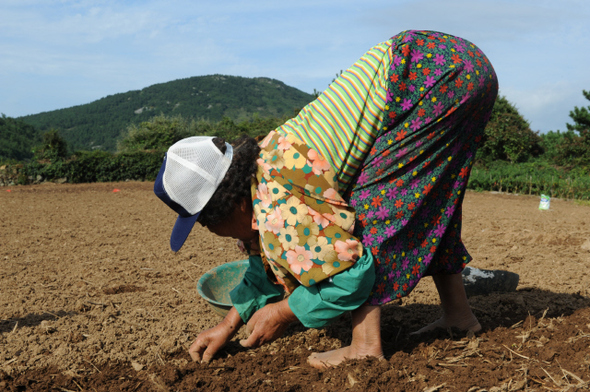 전남 완도군 청산면 당리 황토밭에서 한 할머니가 허리를 숙인 채 마늘을 심고 있다.(2009년 9월)