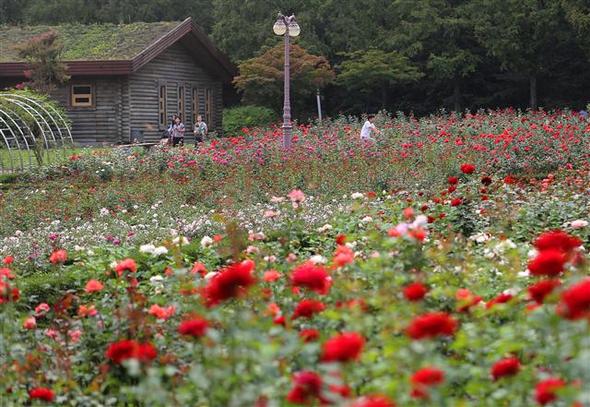 인천대공원 안 수목원 옆의 장미원.