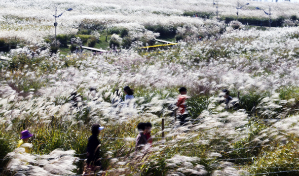  10일 오전 서울 마포구 상암동 하늘공원에서 시민들이 부는 바람에 물결치는 억새를 보며 징검다리 휴일의 한 때를 즐기고 있다. 17일부터 열리는 서울억새축제는 26일까지 계속된다. 
이종근 기자 root2@hani.co.kr