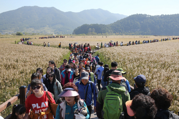 19일 오전 전남 순천시 순천만 갈대축제를 찾은 관광객들이 습지 가득 피어난 갈대 숲 사이를 걸으며 깊어가는 가을 느낌을 즐기고 있다.   순천/김봉규 기자 bong9@hani.co.kr