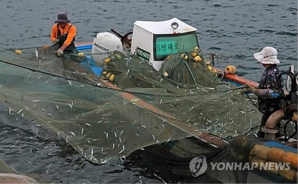 연안자망을 이용한 비양도 꽃멸치 잡이. 사진 연합뉴스