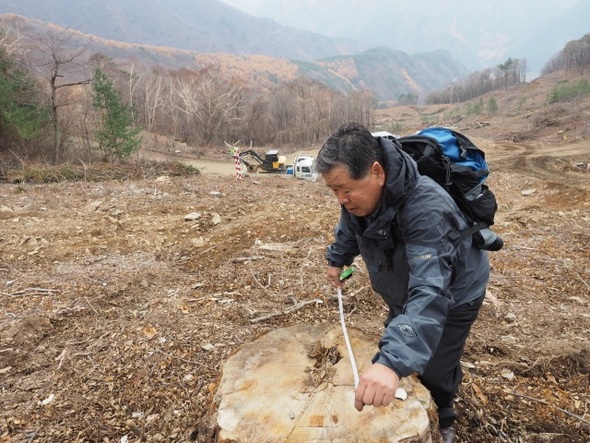 벌채된 거목 실태를 조사하는 이병천 박사. 산림청에서 식물전문가로 근무하다 정년 퇴임한 뒤 최근 환경단체인 우이령 사람들 회장을 맡았다.