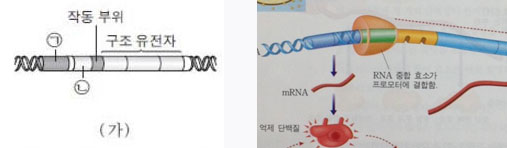 [오른쪽] 교과서의 그림에서 RNA 중합효소는 구조 유전자의 프로모터 부위에 결합하는 것으로 설명된다. [왼쪽] 시험문제의 그림 (가)에서 보면 (ㄴ) 부위가 프로모터이다. 그러나 시험문제에서는 이런 교과서의 설명과 달리 RNA 중합효소가 (ㄱ) 부위에 결합한다는 설명이 올바른 것이라고 잘못 정답 처리를 해 논란이 일고 있다. 출처/ 수능문제, 생명과학2 교과서(교학사)