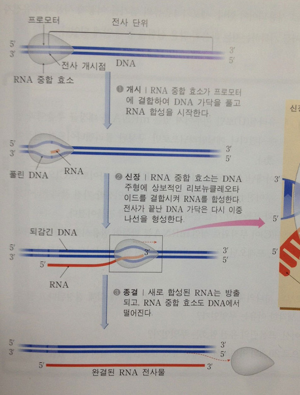 &raquo; RNA중합효소에 의해 DNA에서 RNA가 만들어지는 전사 과정. 출처/ 생명과학2 교과서(천재교육)