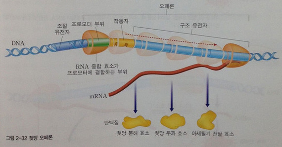 &raquo; 출처 / 생명과학2 교과서(교학사)