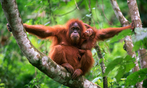 나무 위에 사는 오랑우탄에겐 고릴라, 침팬지와 달리 알코올 분해 능력이 없다. http://www.worldwildlife.org