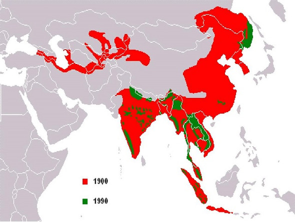 1900년(붉은색)과 1990년(초록색) 사이에 호랑이 서식지의 93%가 사라졌다. 10만마리로 추산되던 개체수는 3200마리로 줄었다. 한국호랑이의 서식지는 러시아 연해주 일대가 유일하다. 그림=이항 서울대 교수