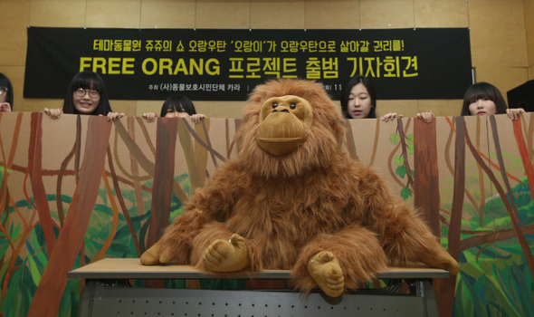  27일 오전 서울 중구 서소문로 환경재단에서 동물보호 시민단체 ‘카라’ 회원들이 동물원 쇼 공연에 출연해 학대받고 있는 오랑우탄 ‘오랑이’의 보호를 촉구하는 기자회견을 마친 뒤 오랑이를 숲으로 돌려보내자는 내용을 담은 행위극을 펼치고 있다.    
신소영 기자 viator@hani.co.kr