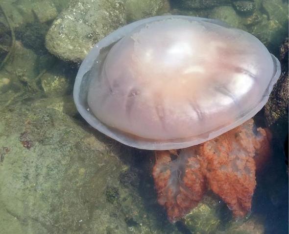 노무라입깃해파리. 사진 국립수산과학원 제공