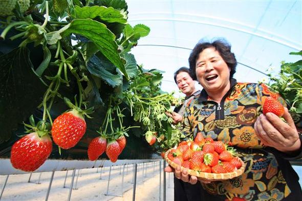 사진이 안보일 때→우측클릭→'사진보기' 클릭, OK. ☞작성: Daum카페: 한국 네티즌본부