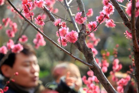 제주 산간에 대설주의보가 내려져 쌀쌀한 5일 제주 서귀포시 이중섭 거리에 핀 홍매화를 시민들이 감상하고 있다. 제주/연합뉴스