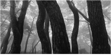 배병우 씨의 소나무 대작.