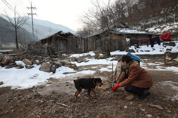 강원도 영월군 흥월1리에서 홀로 사는 최이해(80) 할머니가 경로당에서 300여m 떨어진 집에 들러 강아지에게 밥을 주고 있다. 영월/ 김봉규 기자 bong9@hani.co.kr