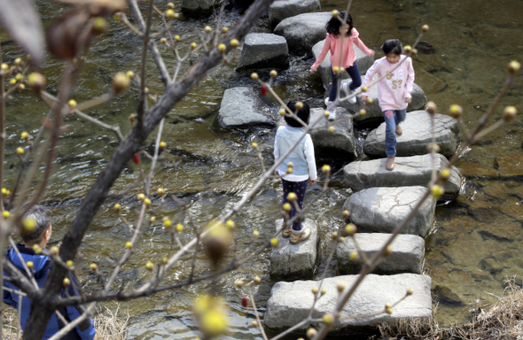 서울의 낮 최고 기온이 15도까지 올라간 8일 오후 산수유 꽃망울이 노랗게 터지기 시작한 청계천을 찾은 시민과 어린이들이 돌다리를 건너며 봄기운이 뚜렷해진 휴일을 즐기고 있다. 
강재훈 선임기자 khan@hani.co.kr