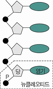 뉴클레오티드의 구성. 네이버 지식백과