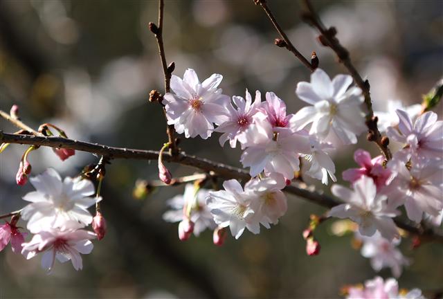 지난 3월 창원시 진해구의 왕벚나무에서 핀 벚꽃. 이 왕벚나무의 정체는 완전히 밝혀지지 않았다. 이병학 선임기자 leebh99@hani.co.kr