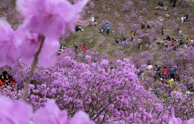  12일 낮 온 산에 진달래가 흐드러지게 핀 경기도 부천시 원미산 진달래축제장을 찾은 시민들이 진달래 앞에서 기념사진을 찍으며 휴일을 즐기고 있다.  
부천/강재훈 선임기자 khan@hani.co.kr