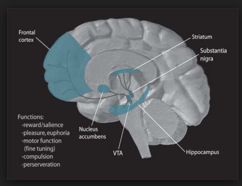 음악을 들으면 도파민을 분비하게 하는 쾌락 중추 복측피개영역 (VTA, ventral tegmental area). 그림 가운데 부분. 위키피디아