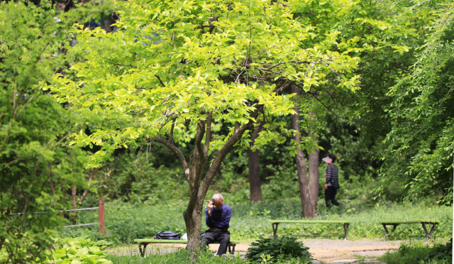 녹음이 우거진 효창공원에서 쉬고 있는 노인.