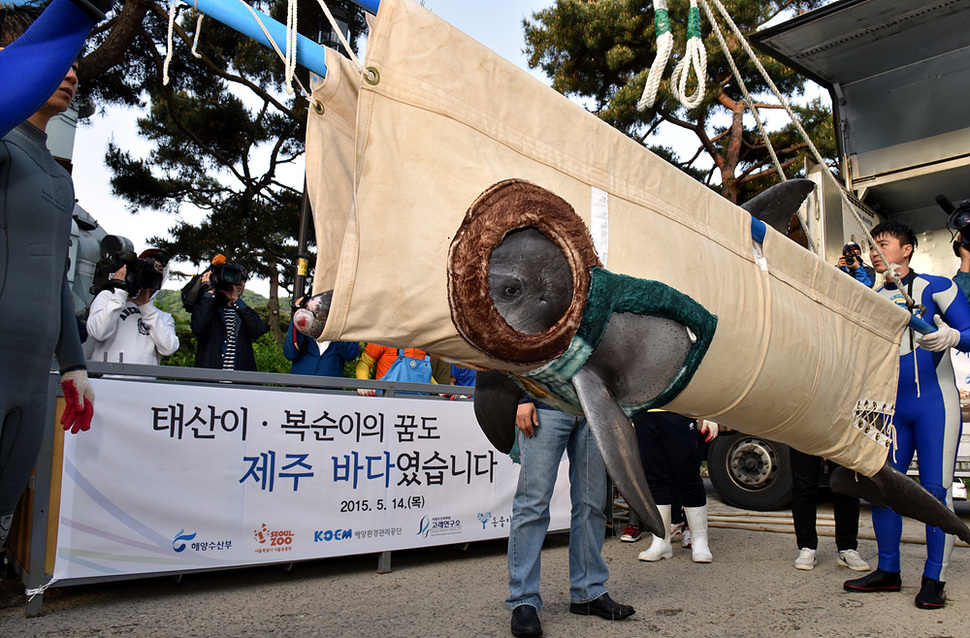 2009년 제주 앞바다에서 불법포획돼 돌고래 쇼에 동원됐던 남방큰돌고래 복순이와 태산이가 야생 적응 훈련을 위해 서울에서 제주로 옮겨진다. 14일 오전 과천 동물원 해양관에 있던 돌고래 태산이가 제주로 가기 위해 들것에 실려 작은 이동용 수조로 옮겨지고 있다. 과천/강재훈 선임기자 khan@hani.co.kr