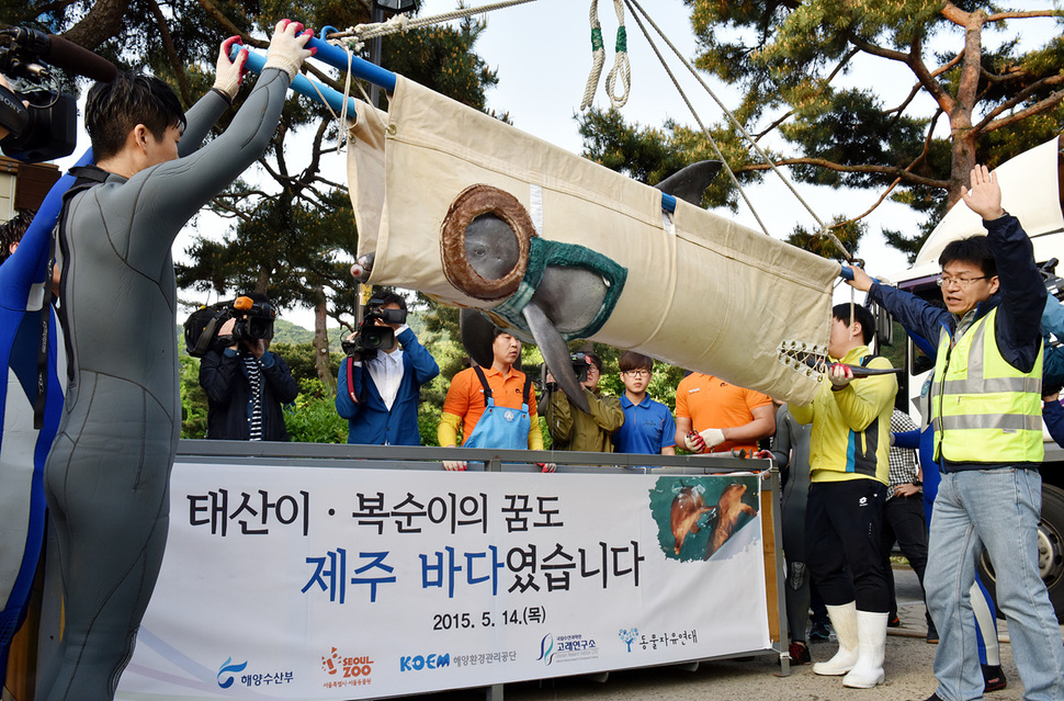 4일 6시30분께 남방큰돌고래 태산이가 포획되어 들것에 실려 무진동 화물차량으로 옮겨지고 있다. 태산이는 윗부리가 잘렸고, 복순이는 입이 비뚤어졌다. 강재훈  선임기자 khan@hani.co.kr