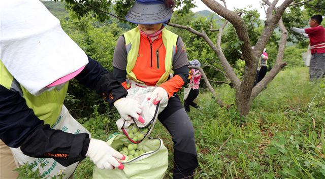  8일 경남 양산시 원동면 영포리 한 매실 농장에서 동양산농협 주부대학 소속 주부들이 일손 부족에 허덕이는 농가를 위해 매실 수확 봉사활동을 하고 있다. 매실 농가는 일손 부족은 물론 가뭄의 영향으로 올해 작황이 좋지 않아 이중고를 겪고 있다.  양산/연합뉴스