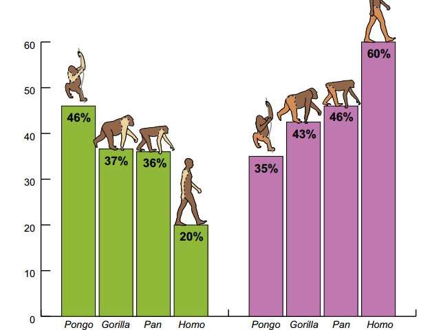 오랑우탄(Pongo pygmaeus), 고릴라, 보노보(P. paniscus), 호모 사피엔스의 상·하반신 근육 비중(왼쪽부터). 왼쪽이 상반신, 오른쪽이 하반신이다. Credit: (c) Adrienne L. Zihlman,PNAS, doi: 10.1073/pnas.1505071112. Phys.org서 재인용