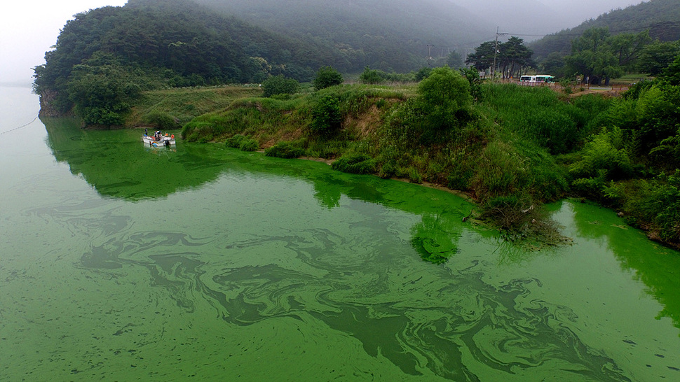 18일 오전 대구광역시 달성군 구지면 낙동강 일대에 녹조가 발생해, 강물이 진녹색으로 변해 있다. 대구/이정아 기자 leej@hani.co.kr
