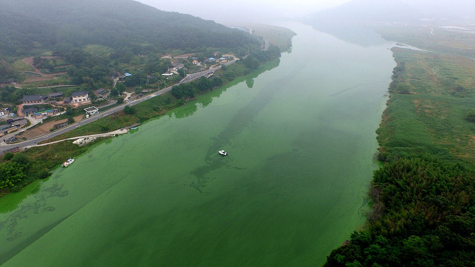 지난 6월 18일 대구광역시 달성군 구지면 낙동강 일대에 녹조가 발생해, 강물이 진녹색으로 변해 있다. 대구/이정아 기자 leej@hani.co.kr