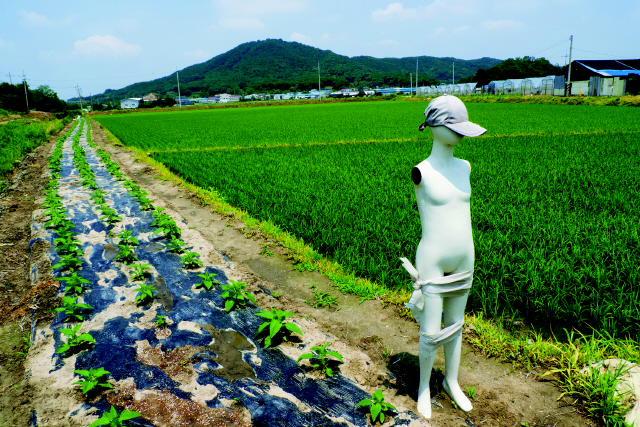 농번기에 극심한 가뭄으로 하루하루가 버겁고 힘든 요즘이다. 답답한 마음에 자전거 페달을 돌려서 경기도 파주 들녘을 지날 때 멀리서도 한눈에 띄는 허수아비가 시선을 잡는다. 마네킹의 몸매가 날씬해서인지, 한낮의 태양에 하얀색 피부가 눈부셔서인지 참새들도 바라보기 수줍은 듯 눈을 가리고 피해 간다. 지나가는 사람들도 피식 웃어 본다. 훌륭한 허수아비다. 파주/김봉규 기자 <A href="mailto:bong9@hani.co.kr">bong9@hani.co.kr</A>