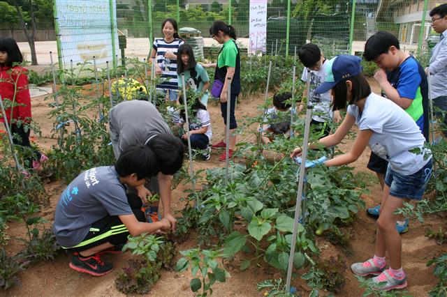 지난 15일 서울 금천구 영남초 5학년 1반 아이들이 교내 텃밭에서 직접 기른 상추를 따거나 방울토마토에 지주대를 세우고 있다.