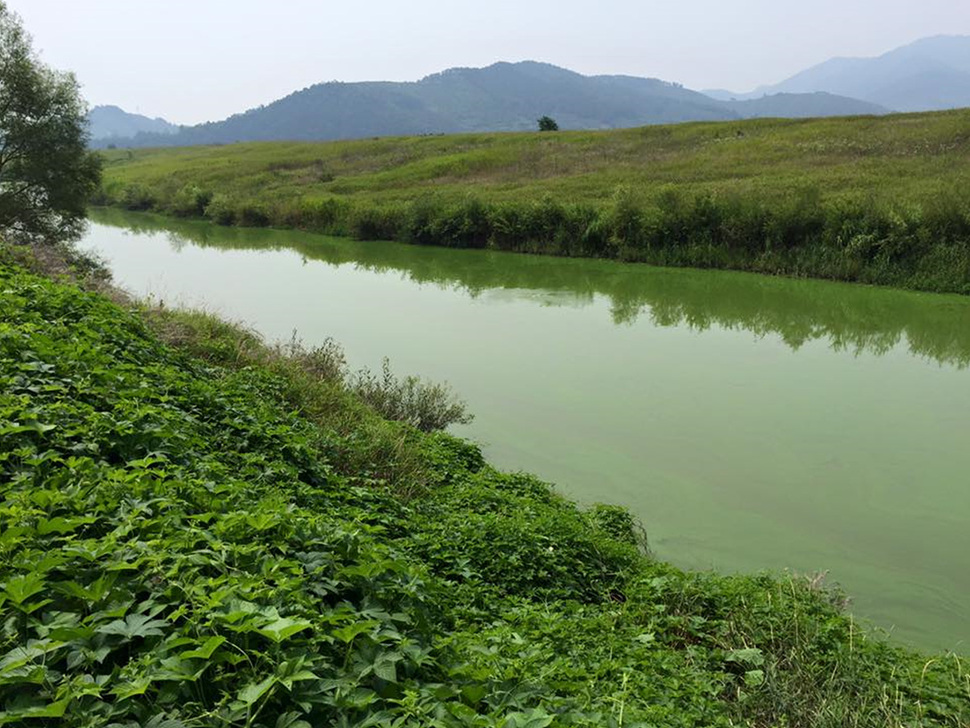 5일 오전 경남 의령군 낙서면 낙동강 본류가 심한 녹조로 인해 초록빛을 띠고 있다. 대구환경운동연합 제공